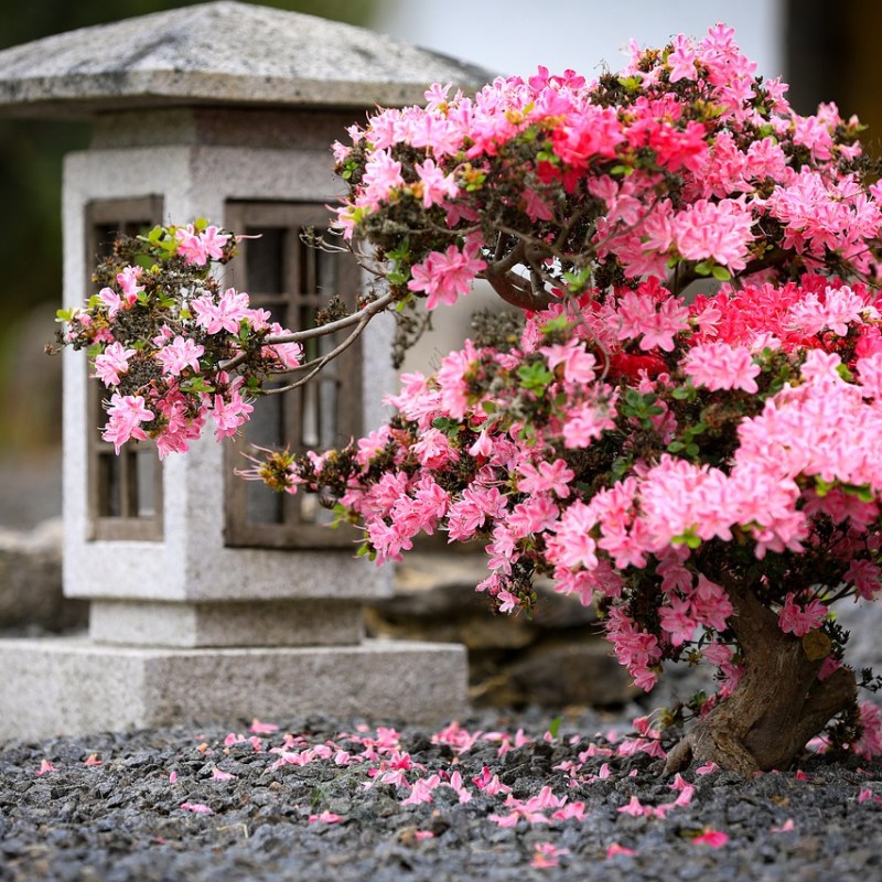Kigo: Azalea (躑躅, つつじ, tsutsuji), una flor para atraer la suerte y la buena&nbsp;fortuna