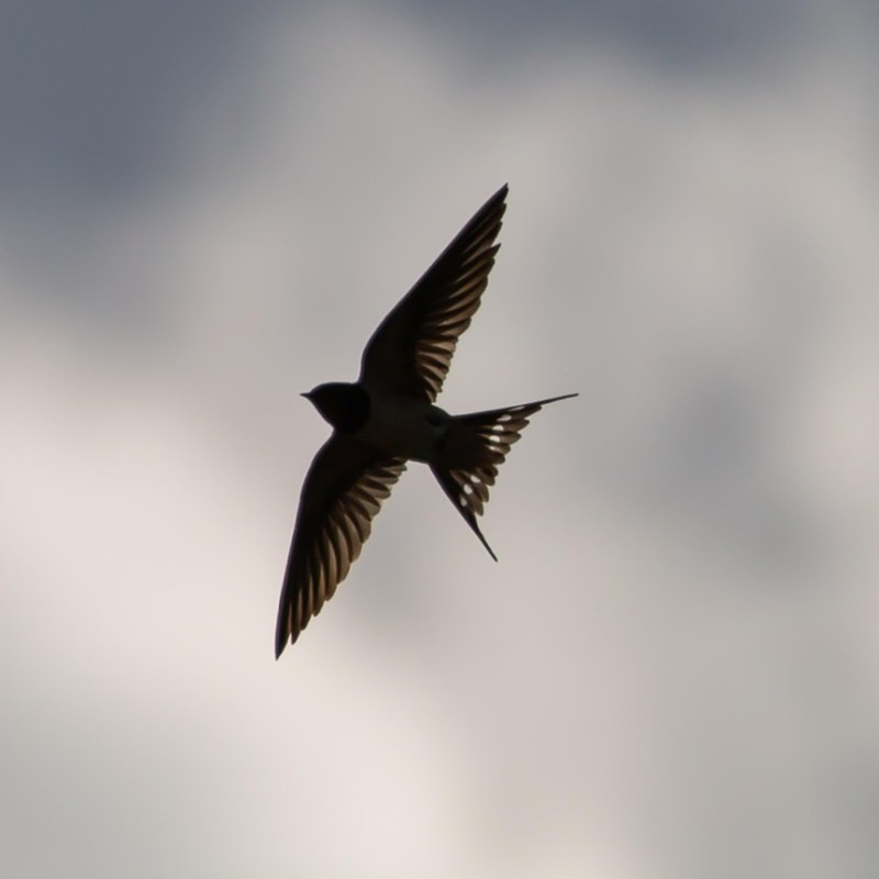 Kigo: Golondrina (燕, つばめ,&nbsp;tsubame)