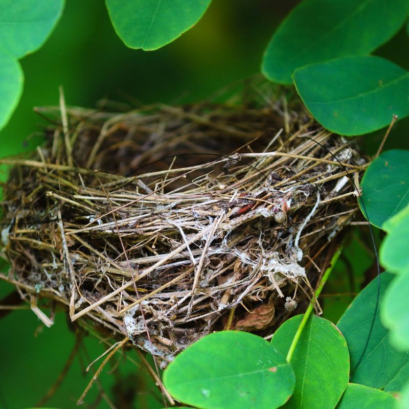 Kigo: Nido viejo (古巣, ふるす,&nbsp;furusu)