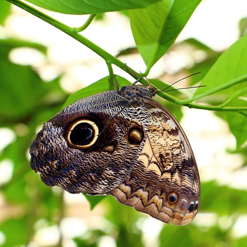Kigo: Mariposa de verano (夏の蝶, なつのちょう, natsu no&nbsp;chō)