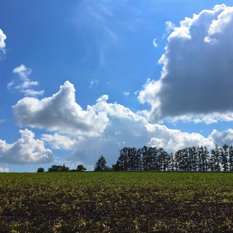 Kigo: Inicio del verano (初夏, しょか,&nbsp;shoka)