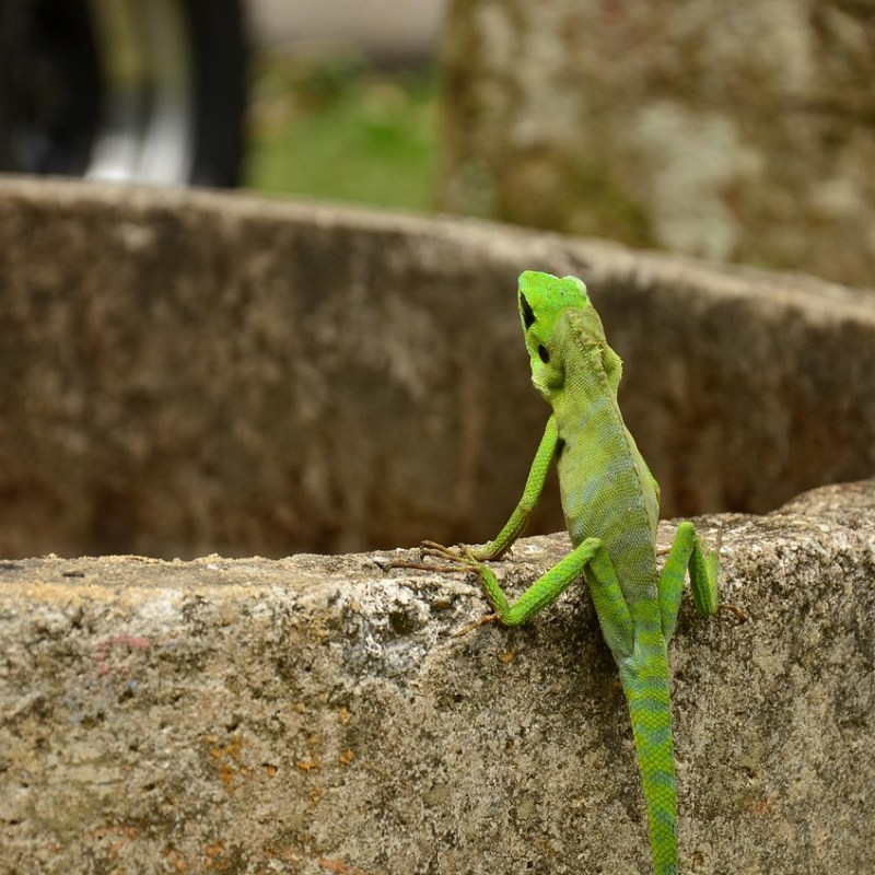 Kigo: Lagartija (蜥蜴, とかげ,&nbsp;tokage)