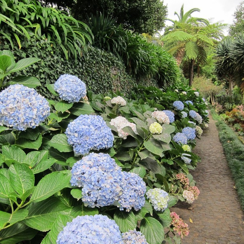 Kigo: Hortensia (紫陽花, あぢさゐ,&nbsp;ajisai)