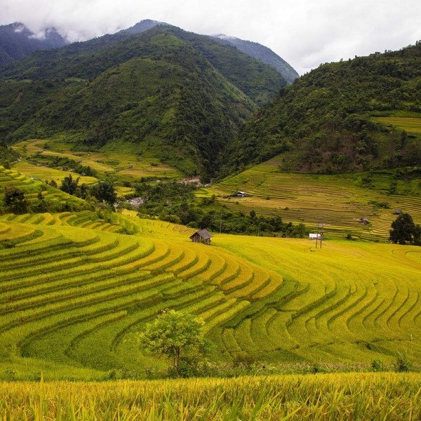 Kigo: Brisa fresca (涼風, すずかぜ,&nbsp;suzukaze)