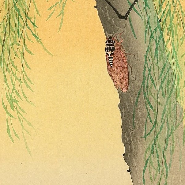 LXXXVI Reto de haiku de La senda del haiku: Escuchando el canto de la&nbsp;cigarra