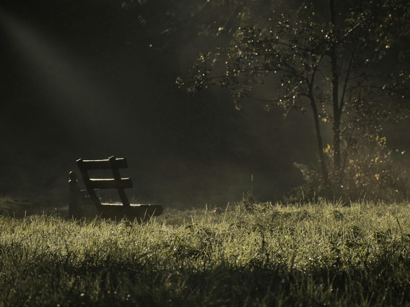 Kigo: Grillo campana (鈴虫, すずむし,&nbsp;suzumushi)