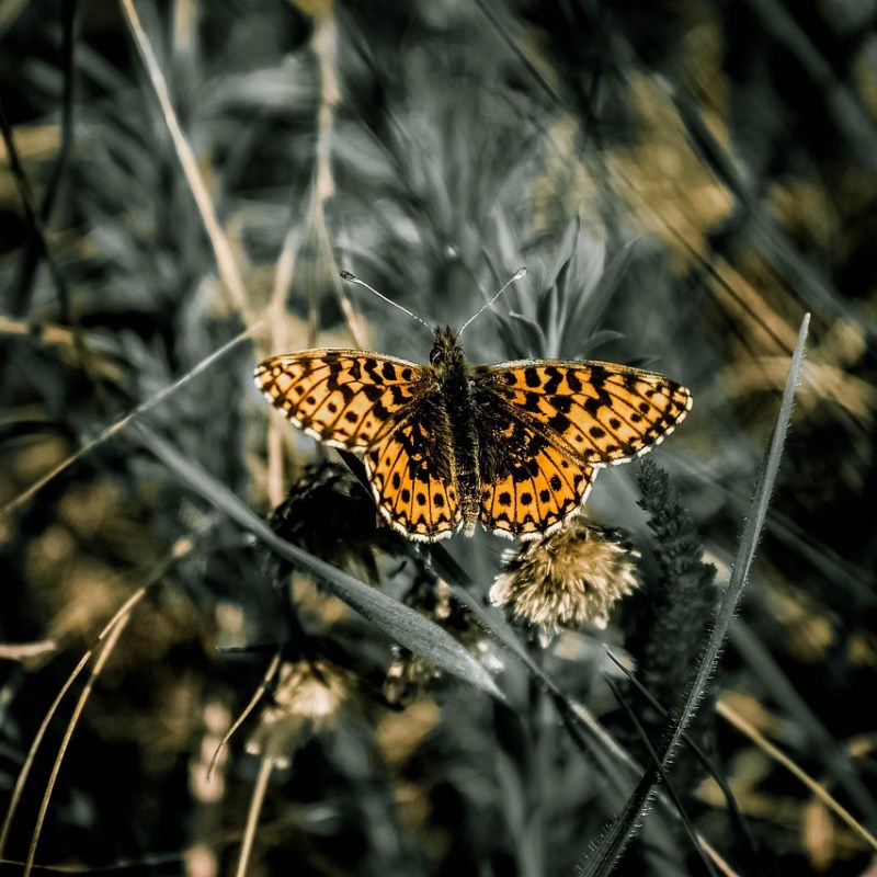 Kigo: Mariposa de otoño (秋の蝶, あきのちょう, aki no&nbsp;chō)