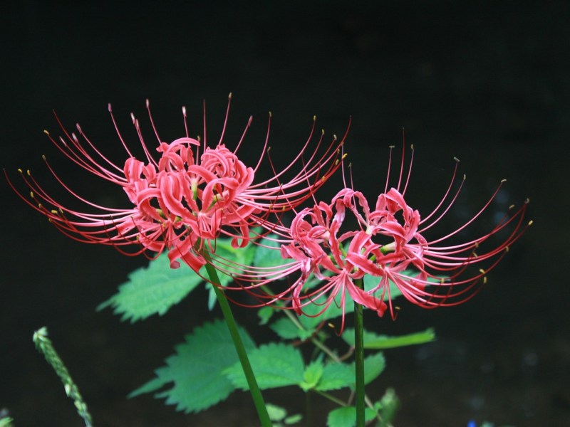 Kigo: Flor del infierno (彼岸花, ひがんばな,&nbsp;higanbana)