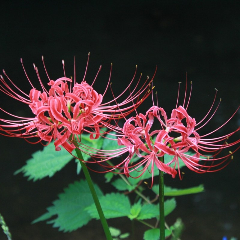 Kigo: Flor del infierno (彼岸花, ひがんばな,&nbsp;higanbana)