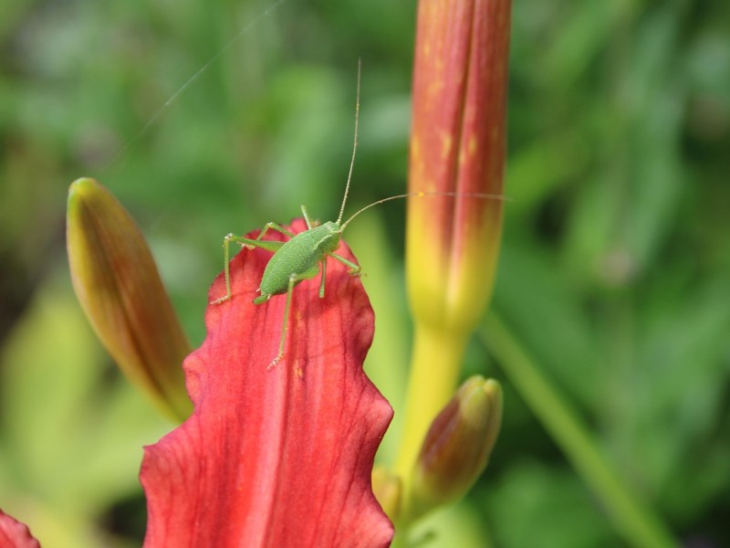 Kigo: Grillo de matorral (螽斯, きりぎりす,&nbsp;kirigirisu)