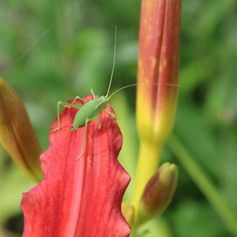 Kigo: Grillo de matorral (螽斯, きりぎりす,&nbsp;kirigirisu)