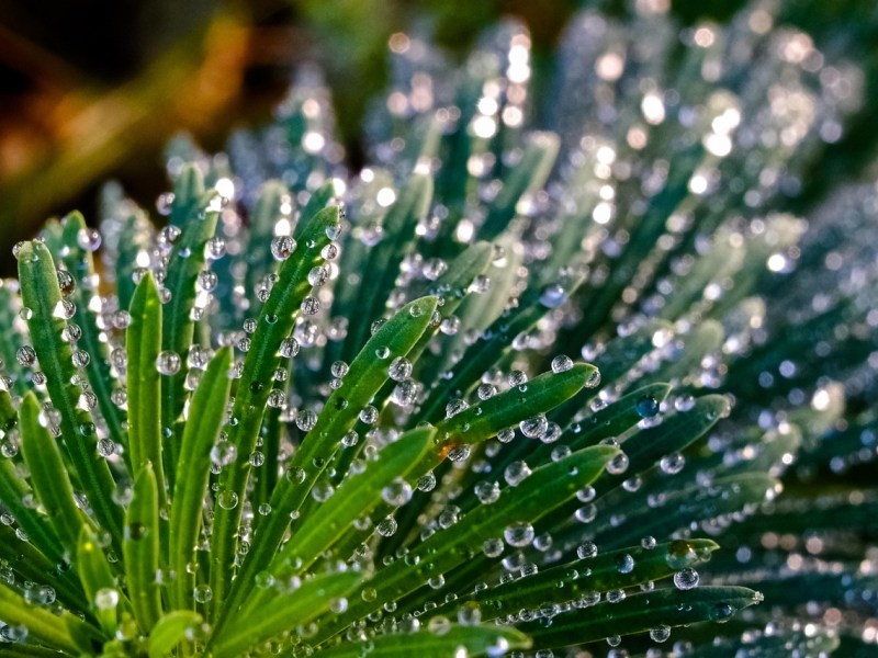 Kigo: Lluvia de rocío (露時雨 , つゆしぐれ,&nbsp;tsuyushigure)
