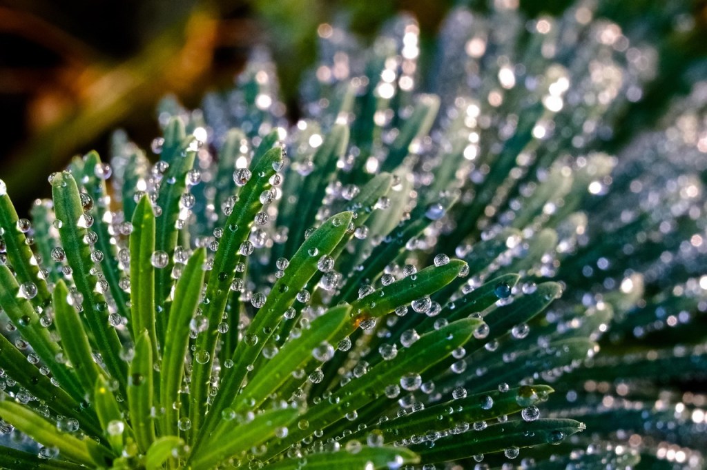Kigo: Lluvia de rocío (露時雨 , つゆしぐれ,&nbsp;tsuyushigure)