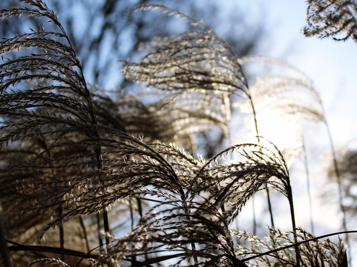 Kigo: Viento frío de invierno (凩, こがらし,&nbsp;kogarashi)
