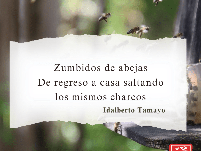 Versos perdidos: zumbidos de&nbsp;abejas