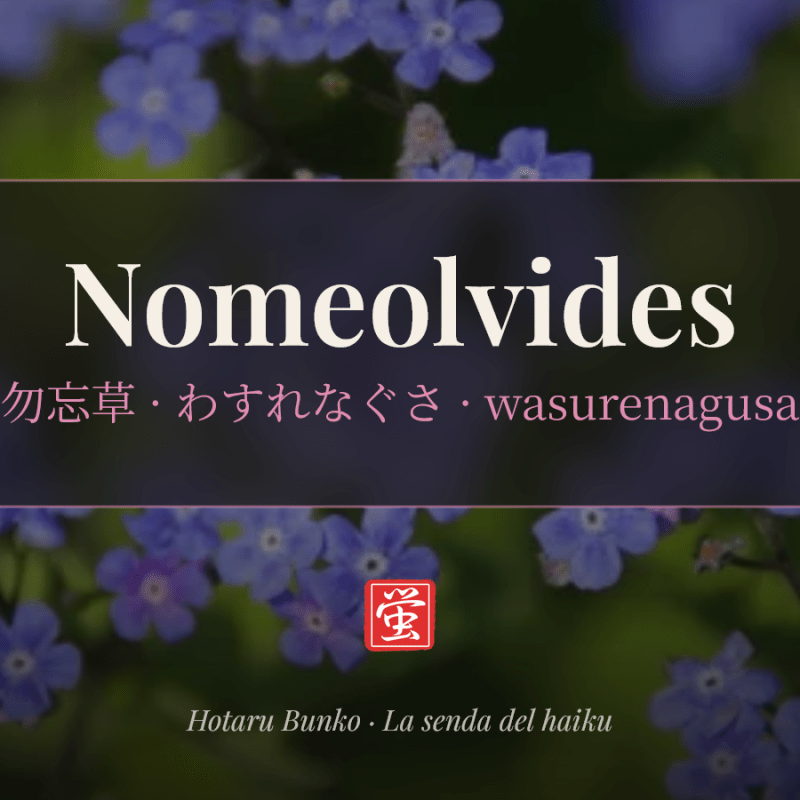 Kigo: Nomeolvides (勿忘草, わすれなぐさ,&nbsp;wasurenagusa)