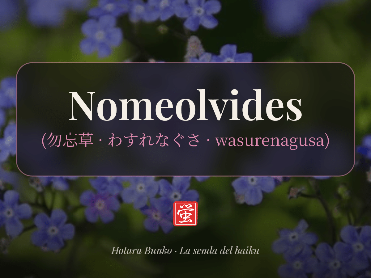 Kigo: Nomeolvides (勿忘草, わすれなぐさ,&nbsp;wasurenagusa)