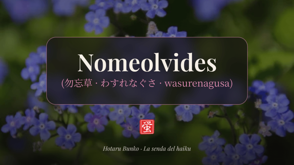 Kigo: Nomeolvides (勿忘草, わすれなぐさ, wasurenagusa)